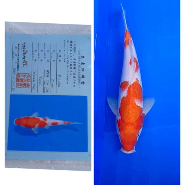 Kohaku Matsue Serti Lengkap