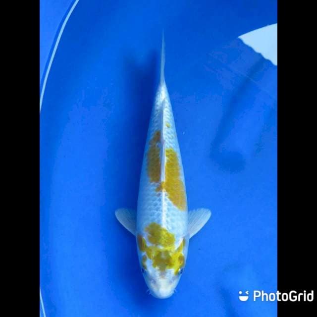 Hariwake - 28cm Male