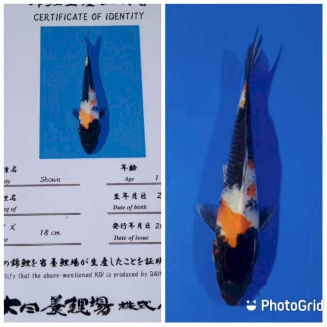 Showa dainichi
