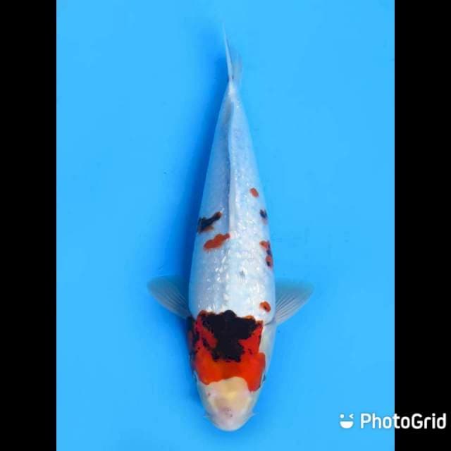 Tancho Antik - 32cm Male