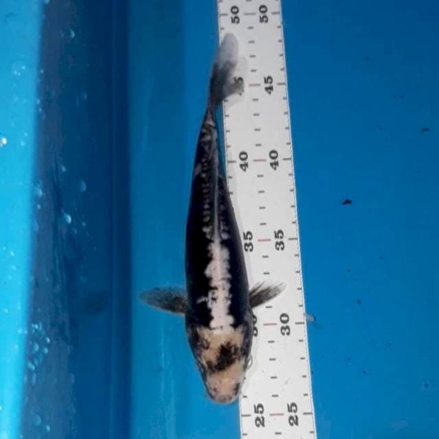 2. Kumon 22 cm