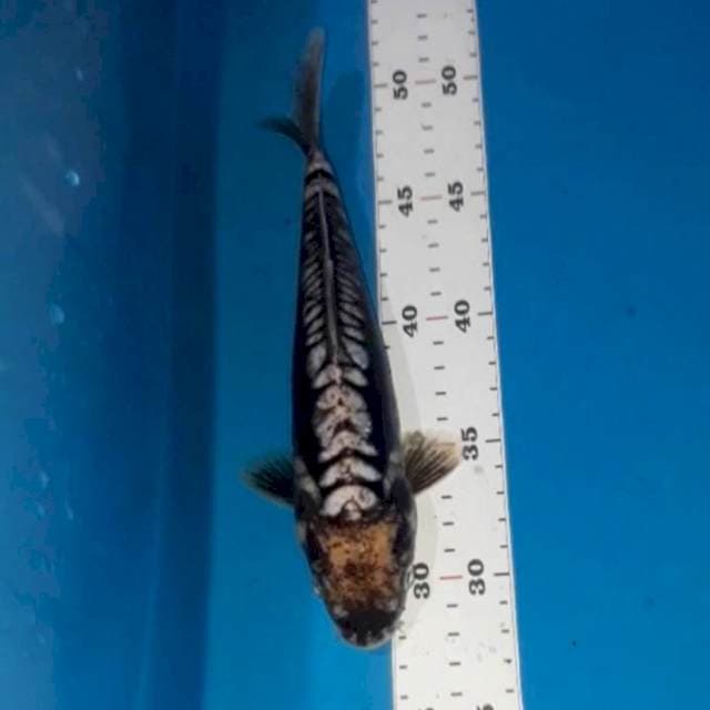 3. Antik 25 cm