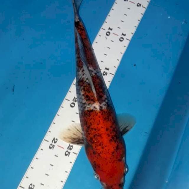 5. Beni Kawabake 27 cm
