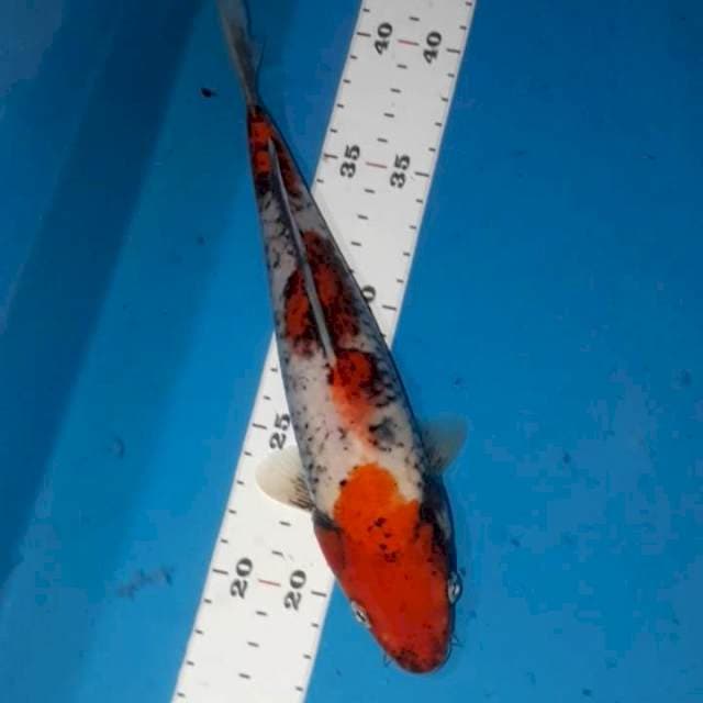 6. Beni Lawabake 25 cm