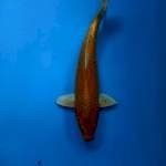 OGON 35cm