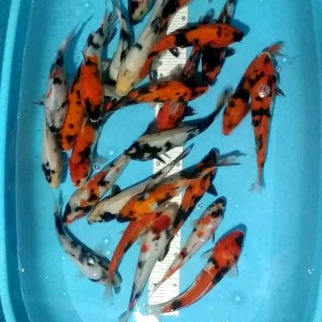 20-25cm 25 ekor