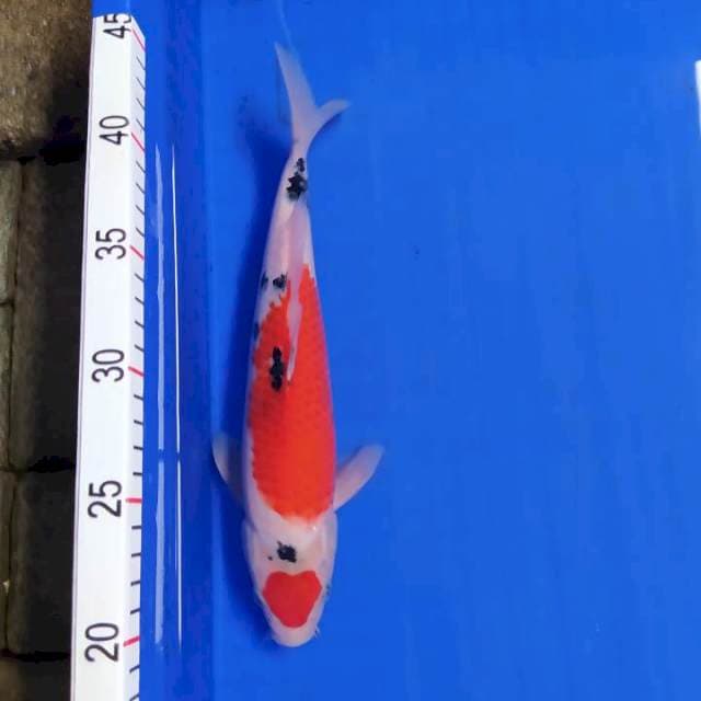 Maruten sanke Mantap 30 cm