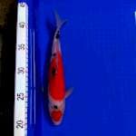 Maruten sanke Mantap 30 cm