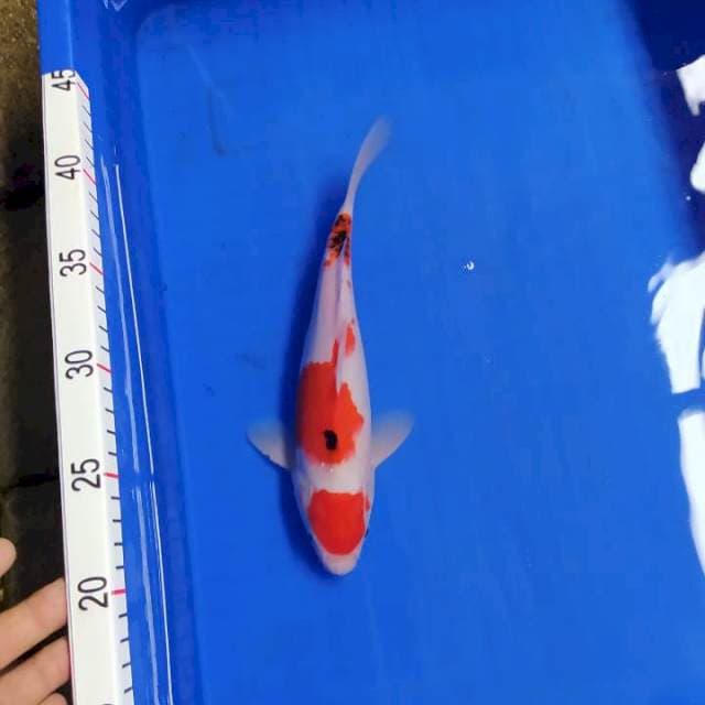 maruten sanke 28 cm