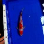 maruten sanke 28 cm