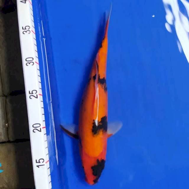 Hi Utsuri 35 cm