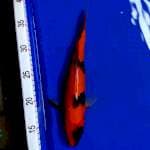 Hi Utsuri 35 cm