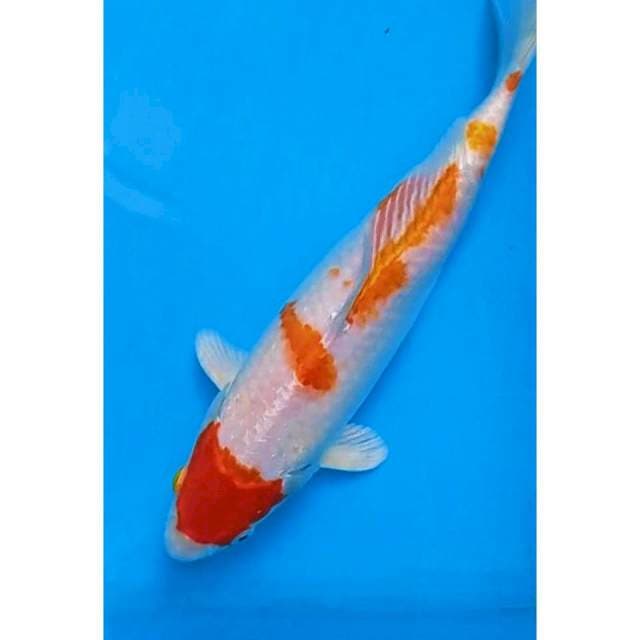 Kohaku maruten Hikari ori