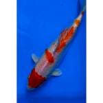 Kohaku maruten Hikari ori