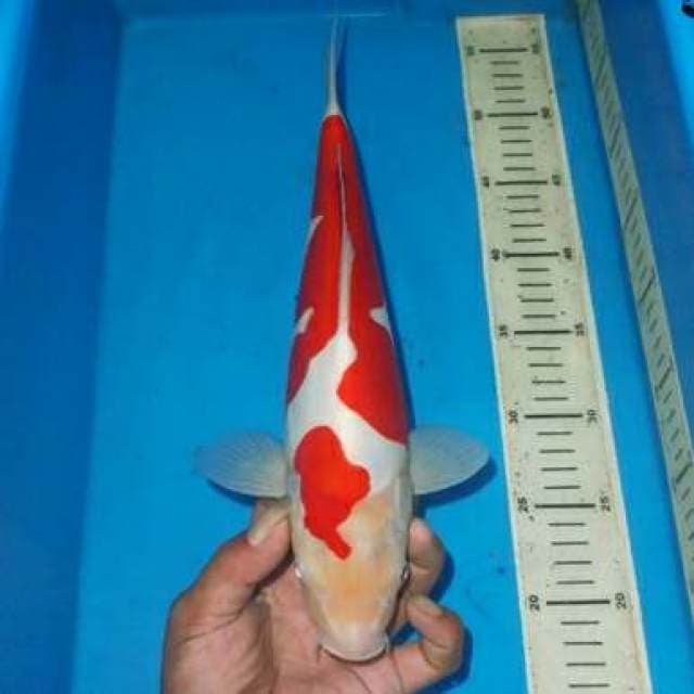 ABSTRAK KOHAKU