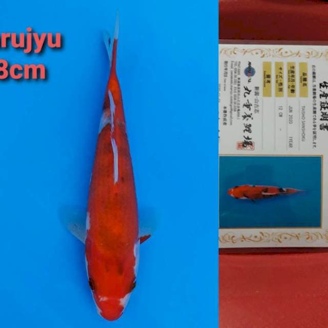 Marujyu Sanke 18cm Certi