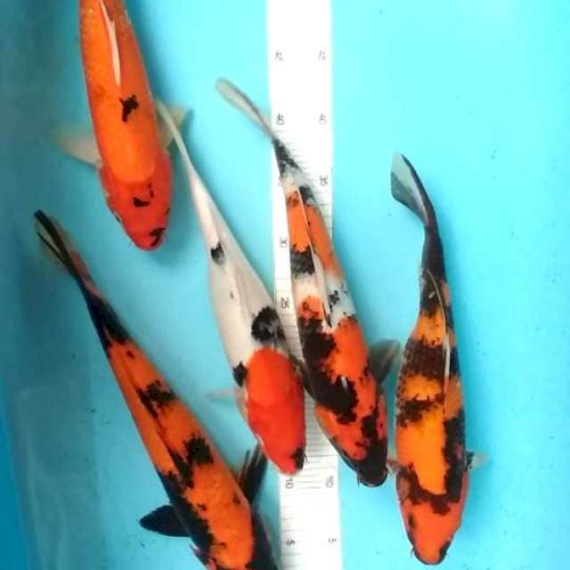 32-37cm 5 ekor