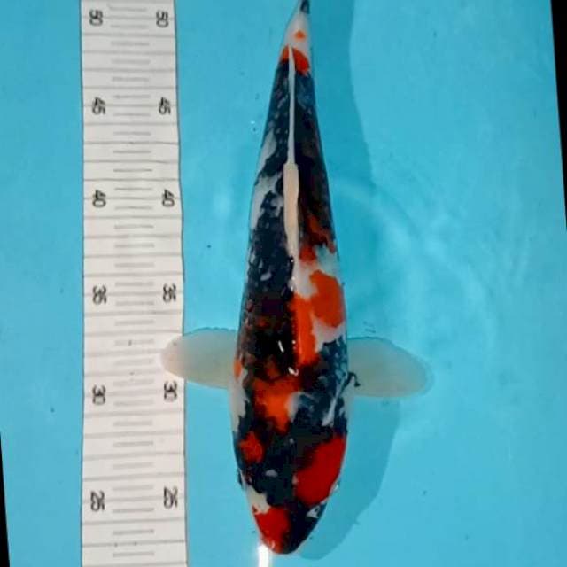 Kage sowa 33 cm
