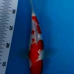 SQ KOHAKU GINRIN MERAH JRENG 22 CM