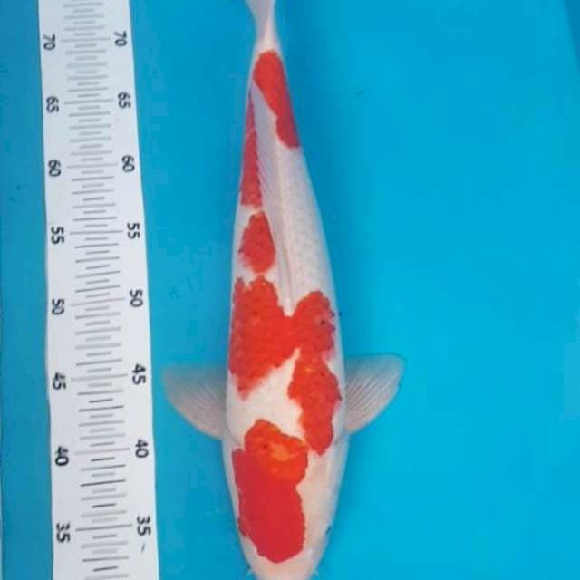 F1 pejantan 45 cm