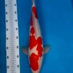 F1 pejantan 45 cm