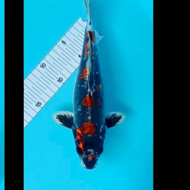 Kikuryu indah 27 cm