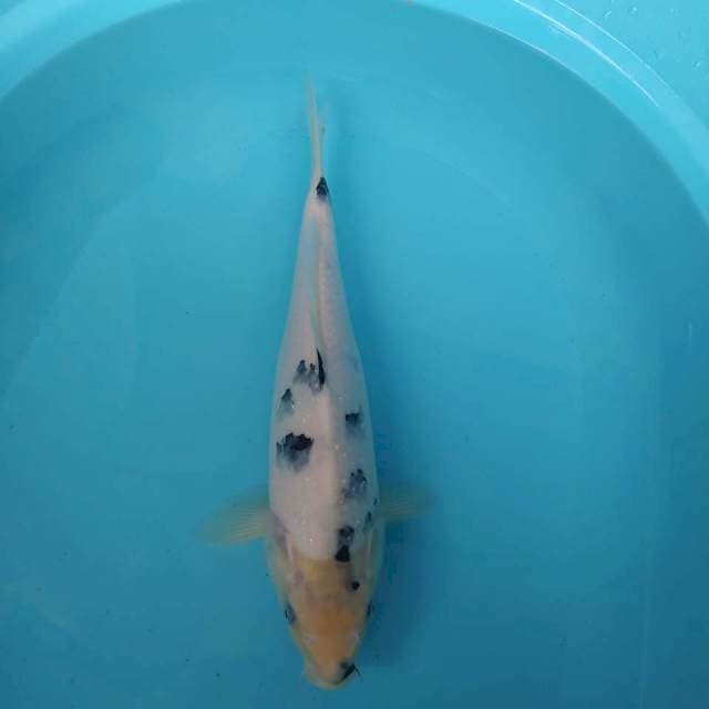 Bekko