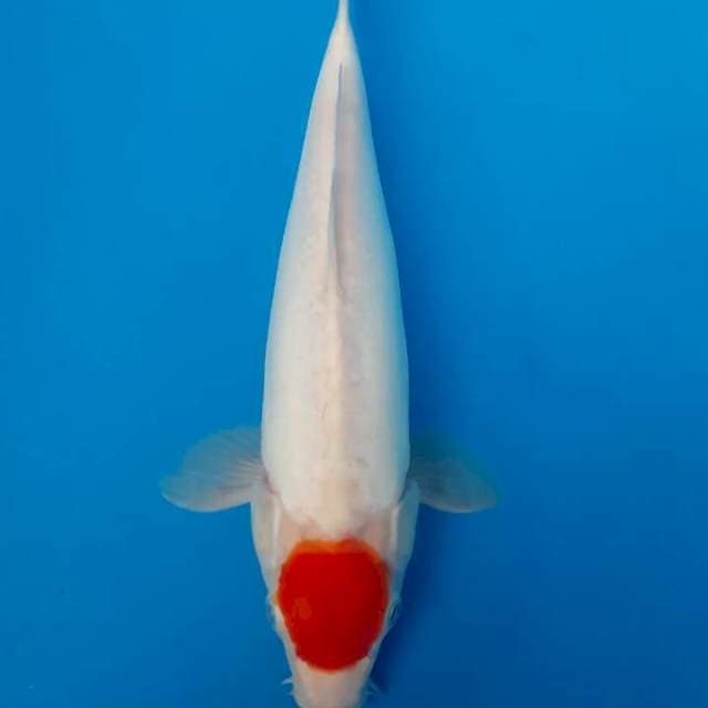 Tanco doitsu kohaku