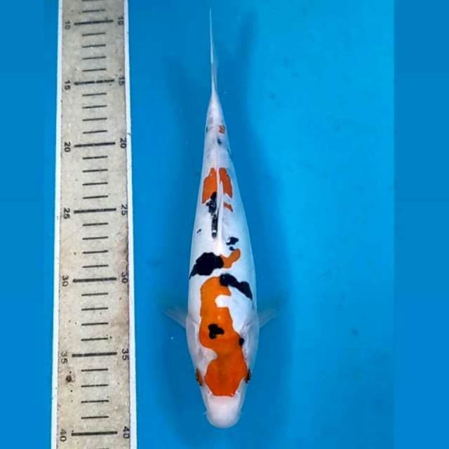 Sanke doitsu, 27 cm