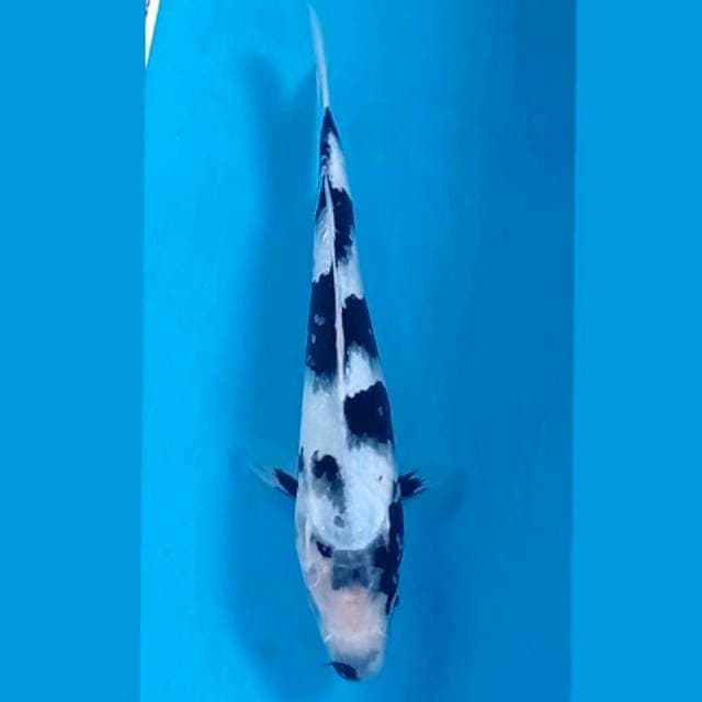 Shiro, 23 cm