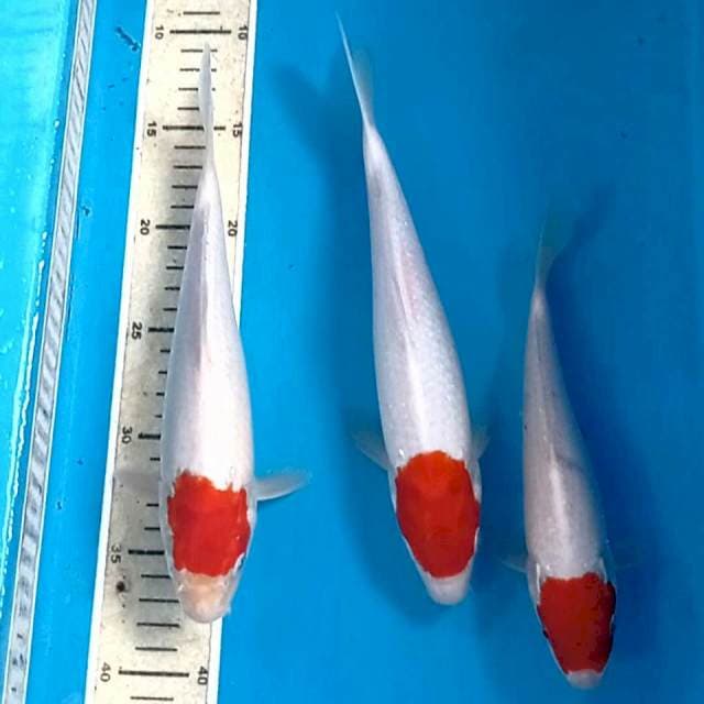 Paket Tancho, 21-26 cm