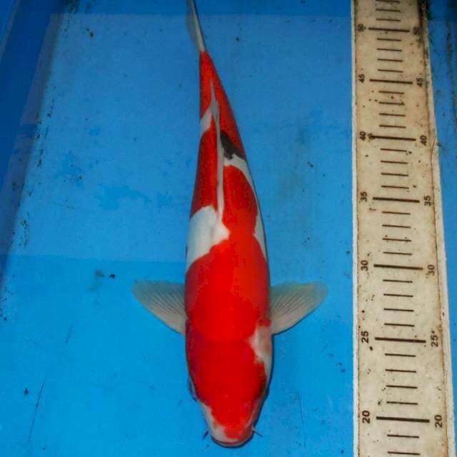 35cm INAZUMA ORI