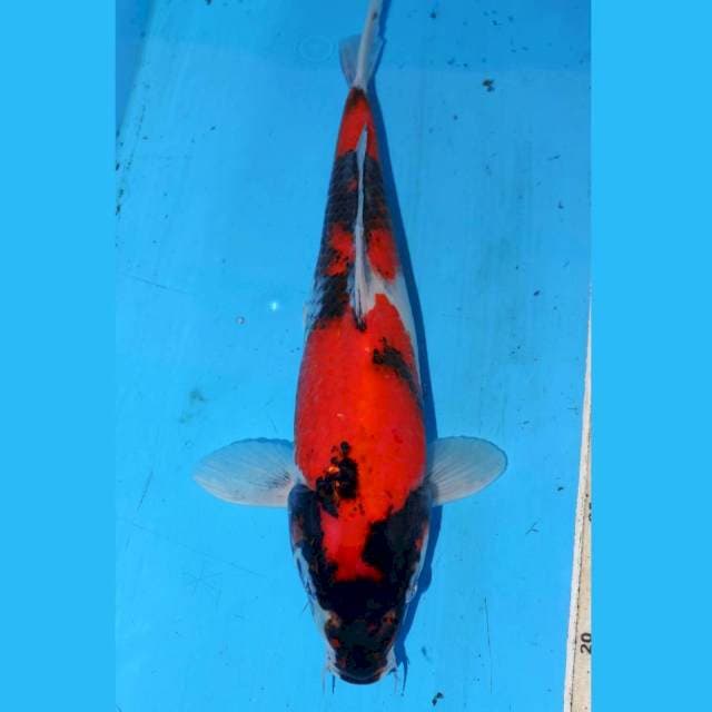 30cm KINDAI SHOWA