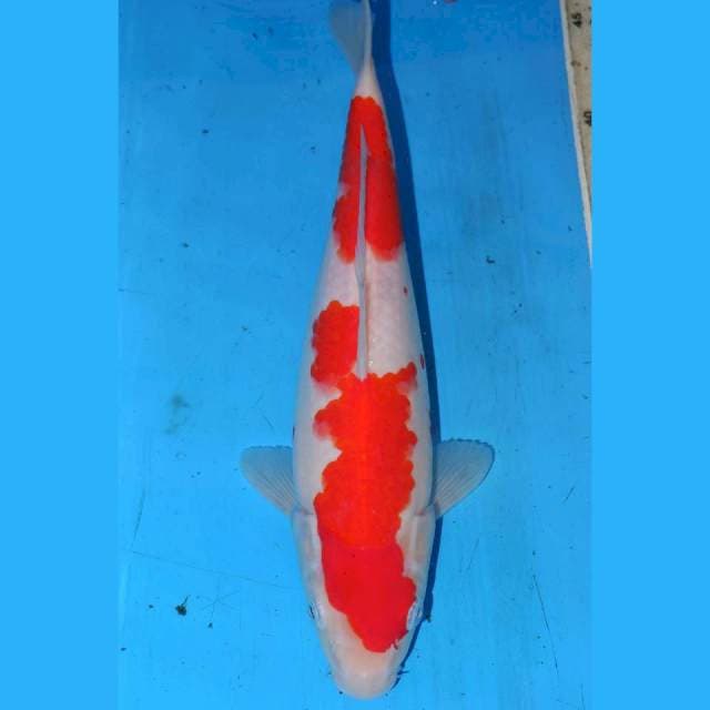 KOHAKU RAPI