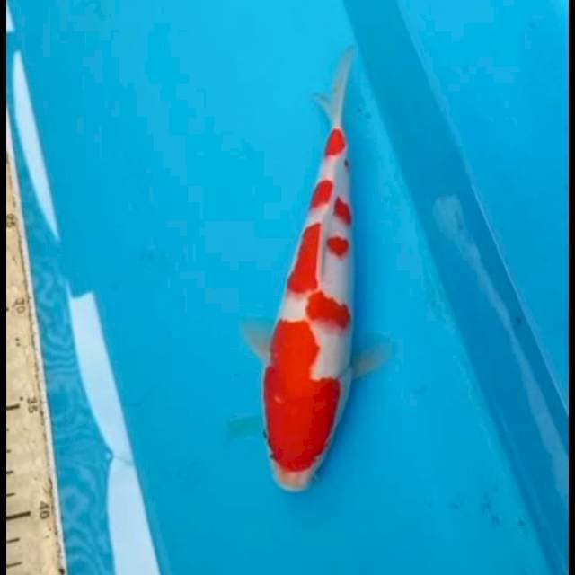 Kohaku 23cm Male