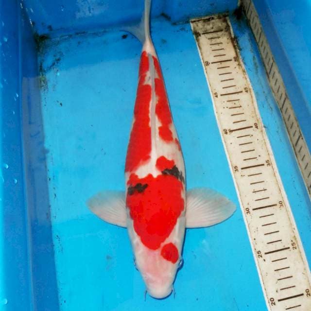 38cm BADAK SANKE