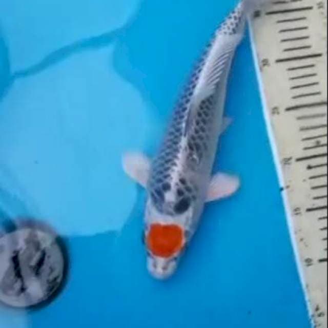 Tancho 33cm Male