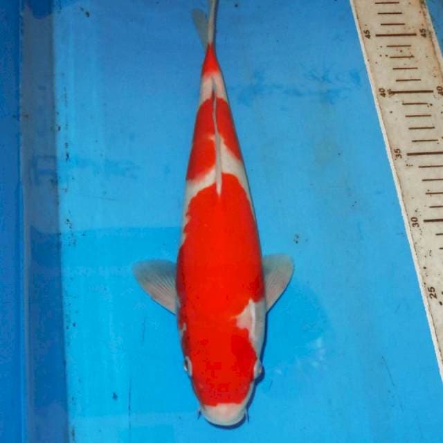 31cm KOHAKU OK