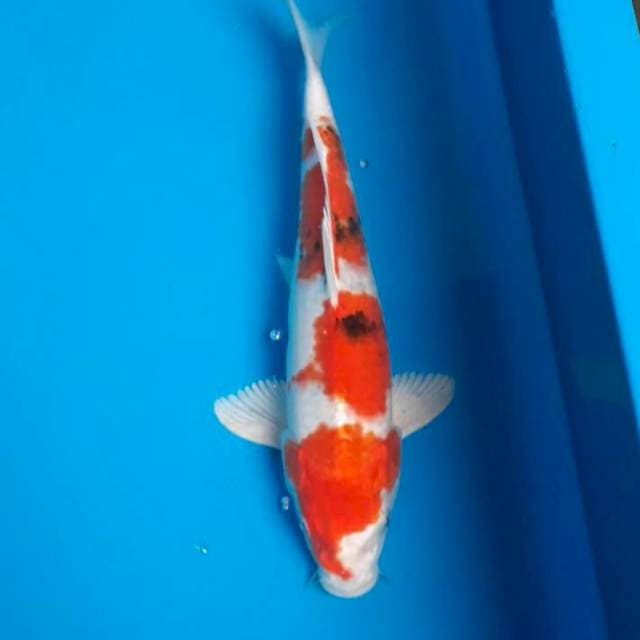 Sanke hikari 30cm