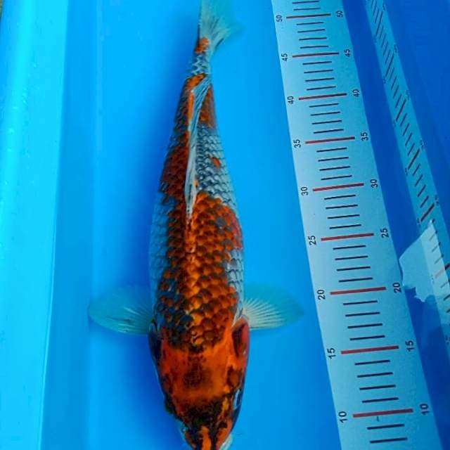 Ghosiki 44cm
