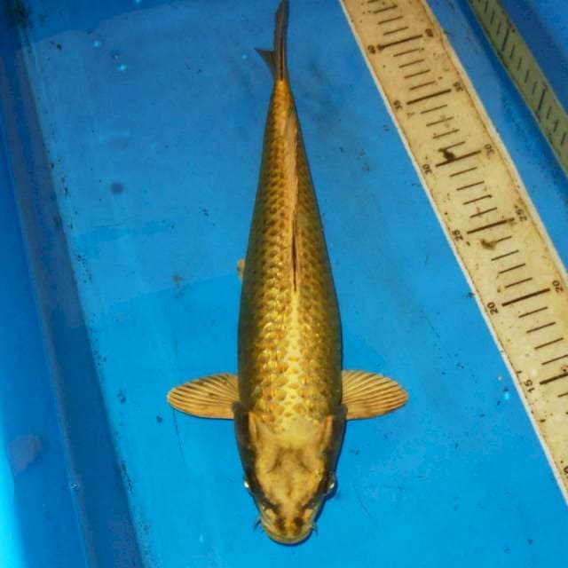 GOLD MUKASI GINRIN 33cm
