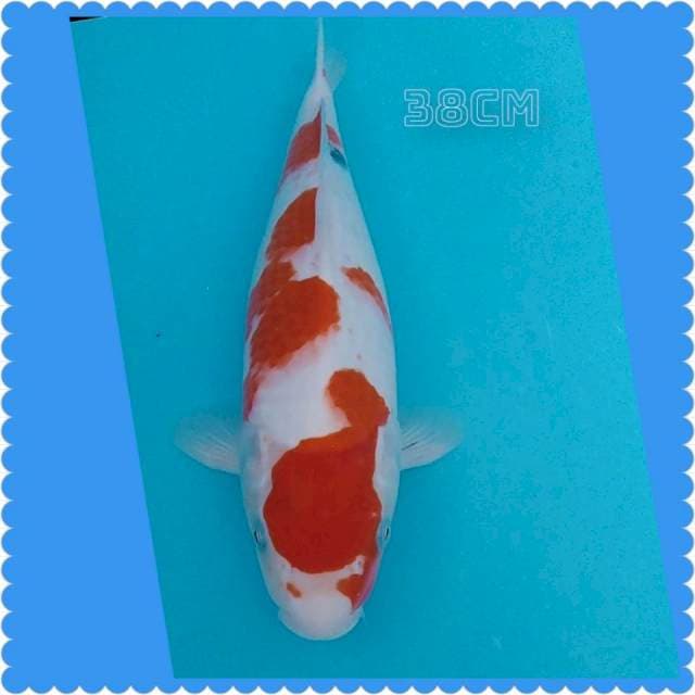 Sanke big 38cm