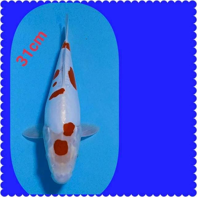 Maruten kohaku doidsu 31cm