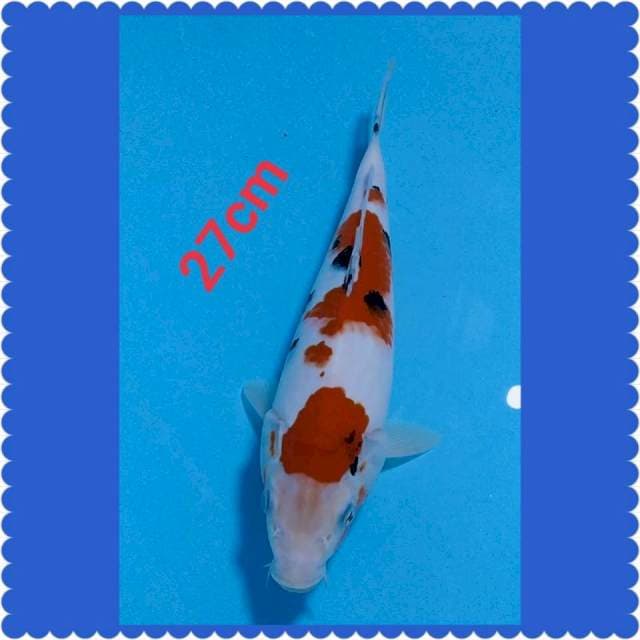 Sanke 27cm