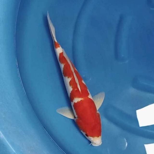 Jumbo kohaku original 45bu