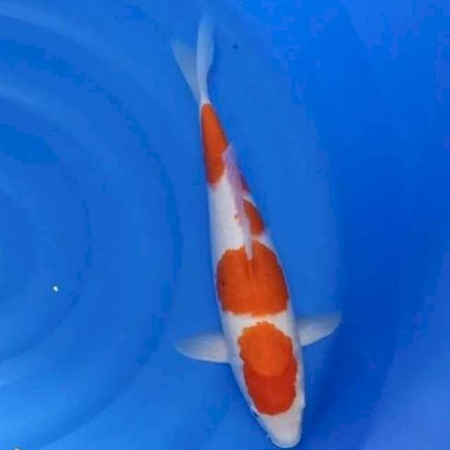 Jumbo kohaku original 45bu