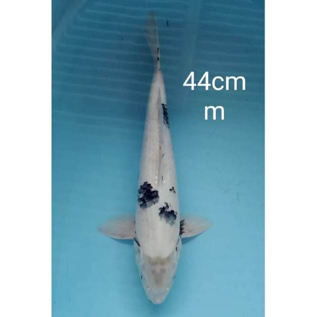 Jumbo Shiro 44cm