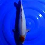 Tancho kohaku
