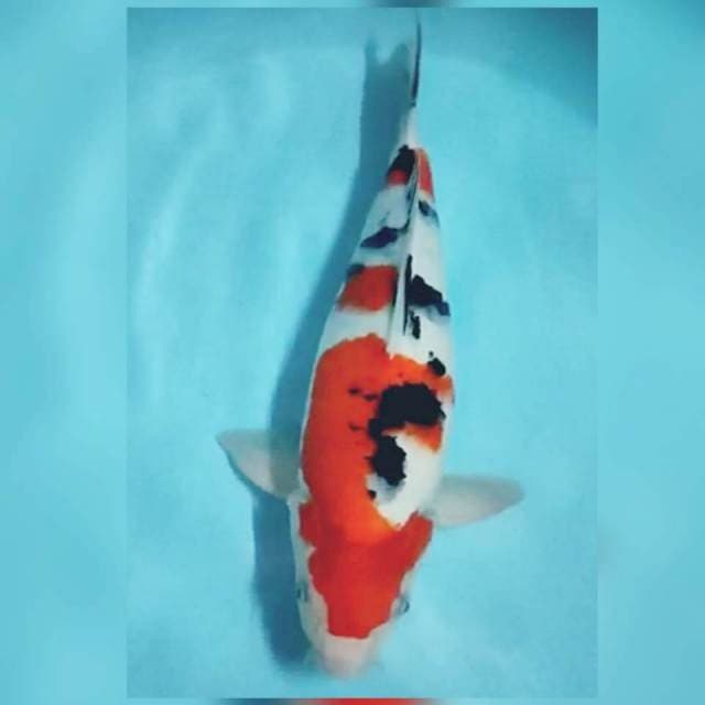 40cm xtra punuk sanke bulky male..