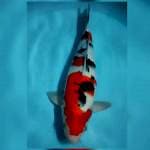 40cm xtra punuk sanke bulky male..